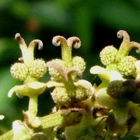 Nephelium lappaceum L.